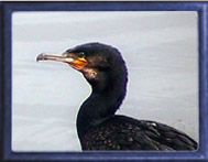 Cormorant